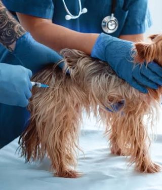 Medicina Preventiva e Vacinação